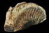 Fossil Woolly Mammoth Lower M Molar - North Sea Deposits #149781-3
